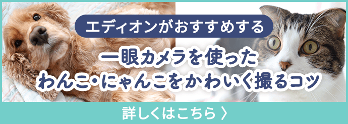 エディオンがおすすめする 一眼カメラを使ったわんこ・にゃんこをかわいく撮るコツ 詳しくはこちら