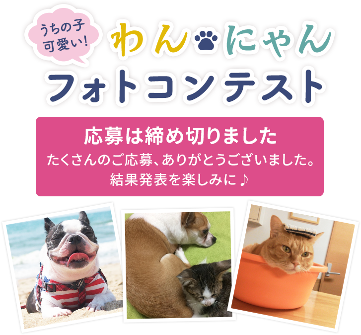 うちの子可愛い わんにゃんフォトコンテスト Home うちの子可愛い わんにゃんフォトコンテスト Home