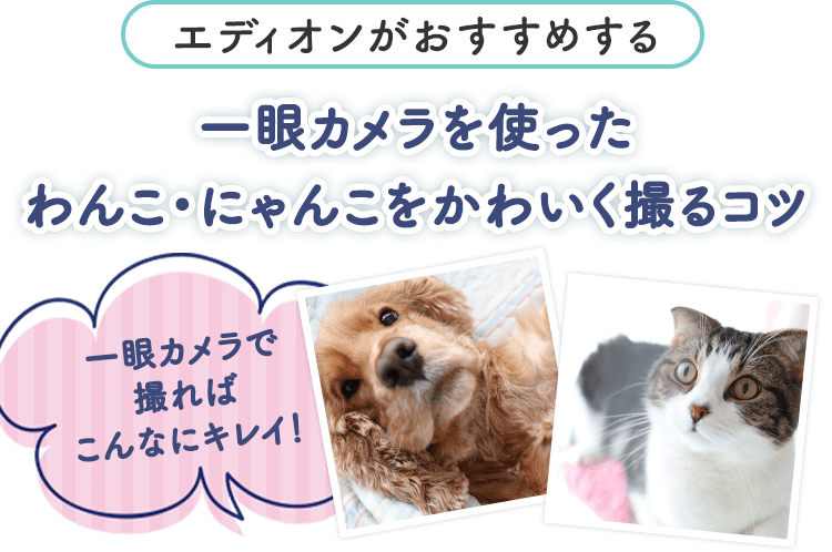 エディオンがおすすめする一眼カメラを使ったわんこ・にゃんこをかわいく撮るコツ 一眼カメラで撮ればこんなにキレイ！