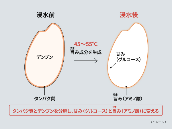 タンパク質とデンプンを分解し、甘味（グルコース）と旨み（アミノ酸）に変える