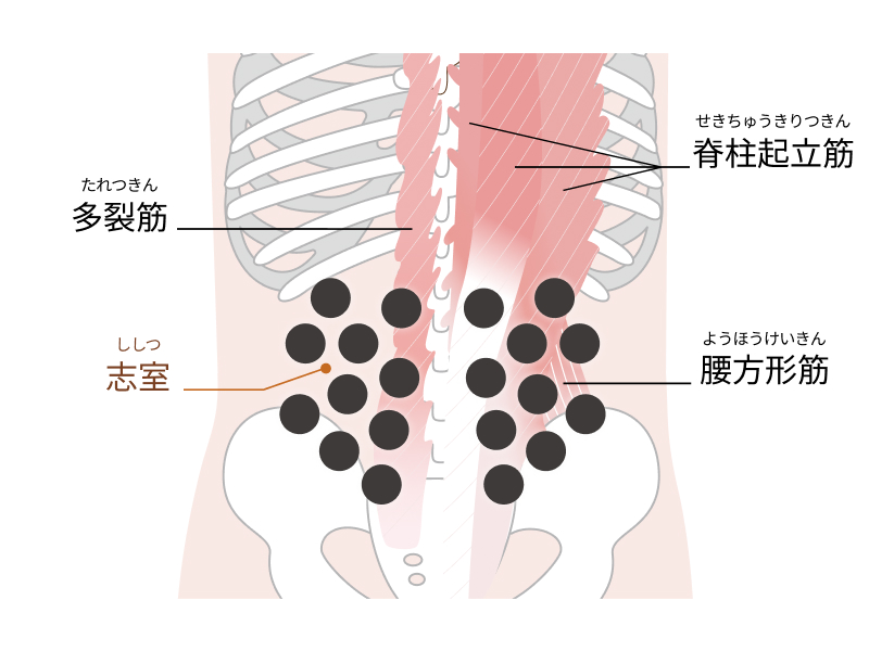 腰コリのツボ「志室（ししつ）」までカバー