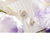 THIEAUDIO イヤフォン Hype 4 White HYPE4WH-イメージ11