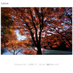 SONY デジタル一眼カメラα[Eマウント]用レンズ Gレンズ FE 16mm F1.8 G SEL16F18G-イメージ10