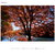 SONY デジタル一眼カメラα[Eマウント]用レンズ Gレンズ FE 16mm F1.8 G SEL16F18G-イメージ10