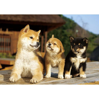 ビバリー 縁側ともだち BVP88023ｴﾝｶﾞﾜﾄﾓﾀﾞﾁ