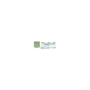 ＳＨＯＷＡ 制電ラインパ－ム手袋　Ａ０１７０　Ｌサイズ A0170-L-イメージ2
