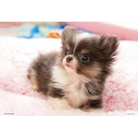 ビバリー チワワなボク BV300008ﾁﾜﾜﾅﾎﾞｸ