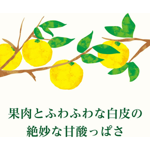伊藤園 ニッポンエール 宮崎県産日向夏 500mL FCJ905K-イメージ4