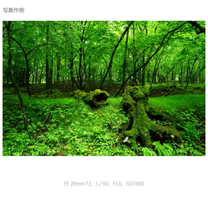 SONY 広角単焦点レンズ FE 28mm F2 SEL28F20-イメージ2