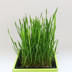 ＧＦＰ（グリーンフィールドプロジェクト） GFP/オーガニックねこ草栽培キット FC300SV-B225-イメージ3