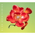 ソニーミュージック あいみょん / 愛の花 [通常盤] 【CD】 WPCL13481-イメージ1