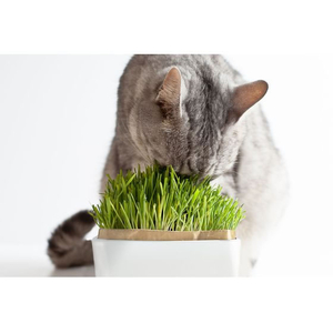 ハリオ商事 猫草栽培キット にゃんべジリフィル 2パック FCE379V-イメージ4