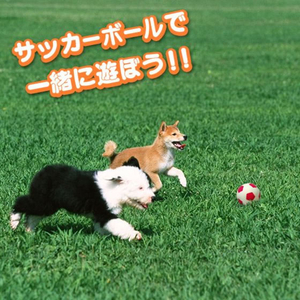 スーパーキャット わんわんサッカー ピンク FC070PW-WN-1-イメージ4
