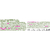 ペットプロジャパン HappyDays Cherie チキン&小麦若葉inグレービー 関節の健康維持 成猫用 80g FCE827T-イメージ9
