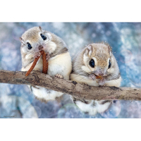 ビバリー もぐもぐエゾモモンガ BV300102ﾓｸﾞﾓｸﾞｴｿﾞﾓﾓﾝｶﾞ