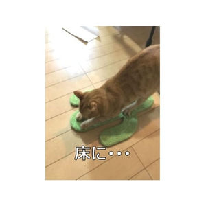 ペットアイ 爪とぎサボテン 吸盤貼付けタイプ FCC8254-4522620991347-イメージ5