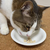 ペティオ 素材そのまま ねこちゃんの完全無添加 やわらか鶏つくね シーフードミックス 40g FCK216E-イメージ5