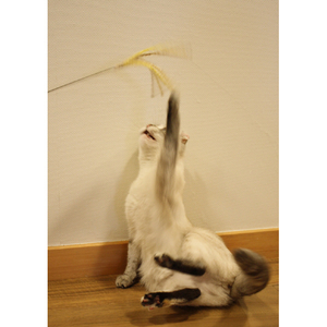 ドギーマンハヤシ じゃれ猫 猫のお遊びススキ草 2本セット ﾈｺﾉｵｱｿﾋﾞｽｽｷｸｻ2ﾎﾝｾﾂﾄ-イメージ3