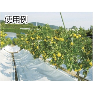 岩田製作所 ラインプロLタイプ(青)2枚入り ブルー50×150×1501 FC523GH-4192494-イメージ3