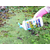 アース製薬 アースガーデン おうちの草コロリ コケ取りシャワー 1000ml F324969-イメージ5