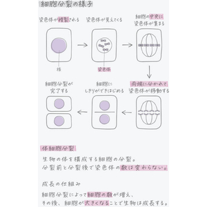 コクヨ キャンパス ルーズリーフ A6サイズ 14穴 無地 50枚 FCJ294T-ﾉ-887W-イメージ4