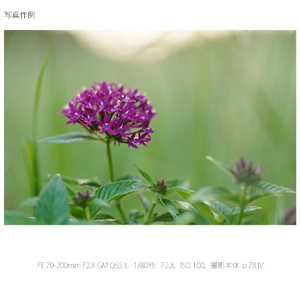 SONY デジタル一眼カメラα[Eマウント]用レンズ FE 70-200mm F2.8 GM OSS II SEL70200GM2-イメージ12
