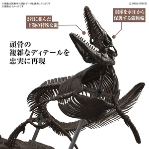 バンダイスピリッツ 1/32 Imaginary Skeleton モササウルス ISﾓｻｻｳﾙｽ-イメージ3