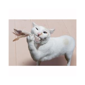 ドギーマンハヤシ にゃんデント コットンでハミガキ スティック ﾆﾔﾝﾃﾞﾝﾄｺﾂﾄﾝﾃﾞﾊﾐｶﾞｷｽﾃｲﾂｸ-イメージ3