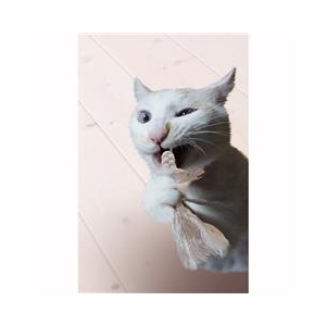 ドギーマンハヤシ にゃんデント コットンでハミガキ ループ ﾆﾔﾝﾃﾞﾝﾄｺﾂﾄﾝﾃﾞﾊﾐｶﾞｷﾙ-ﾌﾟ-イメージ3