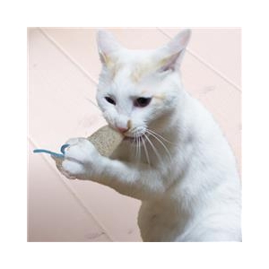 ドギーマンハヤシ にゃんデント ヘチマでハミガキ さかな ﾆﾔﾝﾃﾞﾝﾄﾍﾁﾏﾃﾞﾊﾐｶﾞｷｻｶﾅ-イメージ3