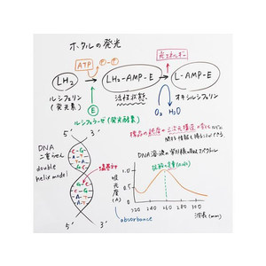 ぺんてる ノックル ボードにフィット 中字 橙 FCC5035-XEMWL5SBFF-イメージ7