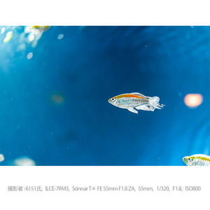 SONY 単焦点標準レンズ Sonnar T* FE 55mm F1.8 ZA SEL55F18Z-イメージ18