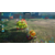 任天堂 Pikmin 4 Nintendo Switch 2 Edition + だれでもチャレンジ! ダンドリ検定【Switch 2】 NXSPAMPYC-イメージ5