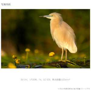 SONY コンパクトデジタルカメラ Cyber-shot DSC-RX10M5-イメージ17