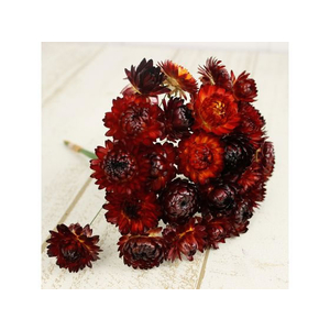 東京堂 FC699RC-FD003021-003 ドライフラワー ヘリクリサムワイヤー付