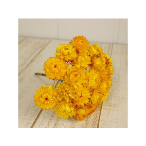 東京堂 FC700RC-FD003021-004 ドライフラワー ヘリクリサムワイヤー付