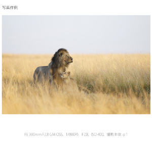SONY デジタル一眼カメラα[Eマウント]用レンズ FE 300mm F2.8 GM OSS SEL300F28GM-イメージ10
