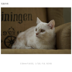 SONY 中望遠レンズ E 50mm F1．8 OSS SEL50F18-イメージ14