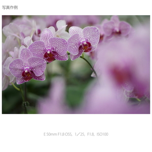 SONY 中望遠レンズ E 50mm F1．8 OSS SEL50F18-イメージ6
