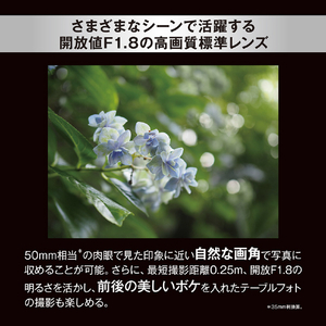OMデジタルソリューションズ 単焦点レンズ M.ZUIKO DIGITAL 25mm F1.8 II 25MM F1.8 II-イメージ3