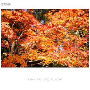 SONY 単焦点レンズ Sonnar T* E 24mm F1．8 ZA SEL24F18Z-イメージ12