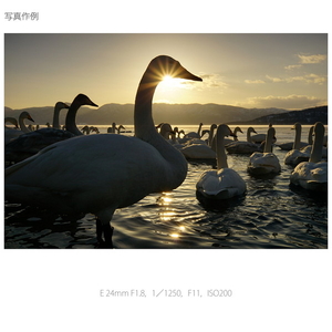SONY 単焦点レンズ Sonnar T* E 24mm F1．8 ZA SEL24F18Z-イメージ18