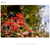 SONY 単焦点レンズ Sonnar T* E 24mm F1．8 ZA SEL24F18Z-イメージ16