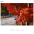 SONY 単焦点レンズ Sonnar T* E 24mm F1．8 ZA SEL24F18Z-イメージ17