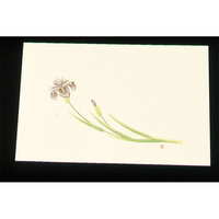 アーテック 尺三 懐石まっと クリーム 100枚 WSS-5 あやめ FC827LW-7959900