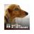 日本ヒルズ・コルゲート サイエンス・ダイエット アダルト小型犬成犬用 1.5kg FC316PJ-2722J-イメージ7
