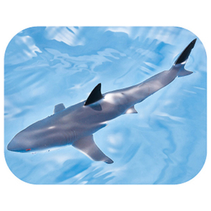 タカラトミー アニア AS-07 ホホジロザメ(水に浮くVer．) ｱﾆｱAS07ﾎﾎｼﾞﾛｻﾞﾒﾐｽﾞﾆｳｸVER-イメージ9
