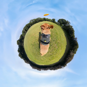 insta360 ペット用ハーネスマウント(Lサイズ) CINSBAVZ-イメージ11