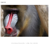 SONY SEL55210 B 望遠ズームレンズ E 55-210mm F4.5-6.3 OSS