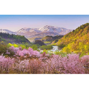 アップルワン 春茜 月山と大山桜 AP1000910ｶﾞﾂｻﾝﾄｵｵﾔﾏｻｸﾗ-イメージ1